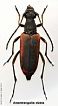 Anastrangalia dubia